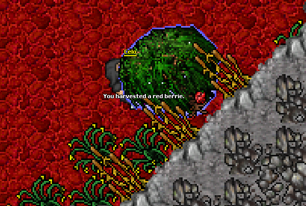 Using the tree to harvest a red berry